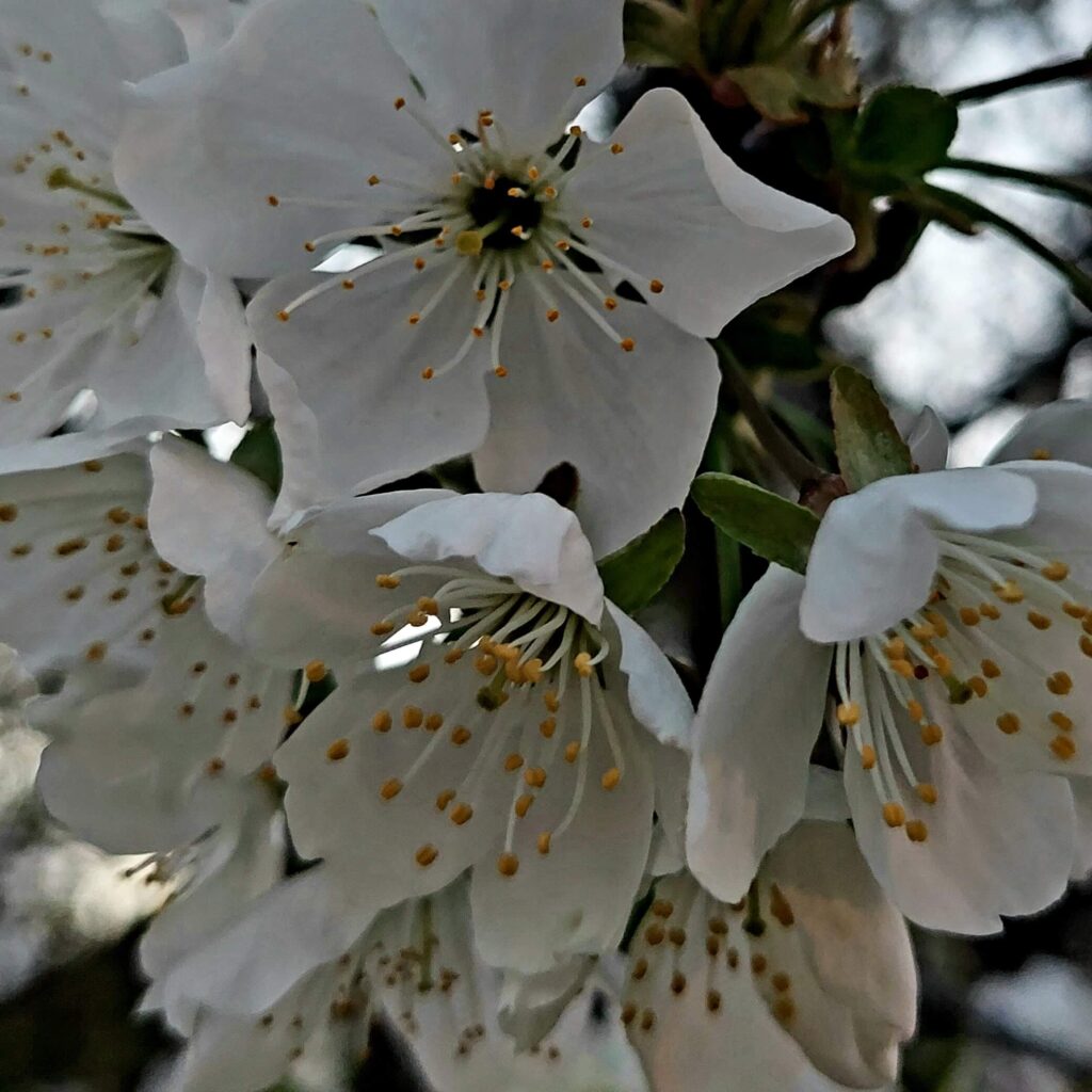 Flowers in Kovilj